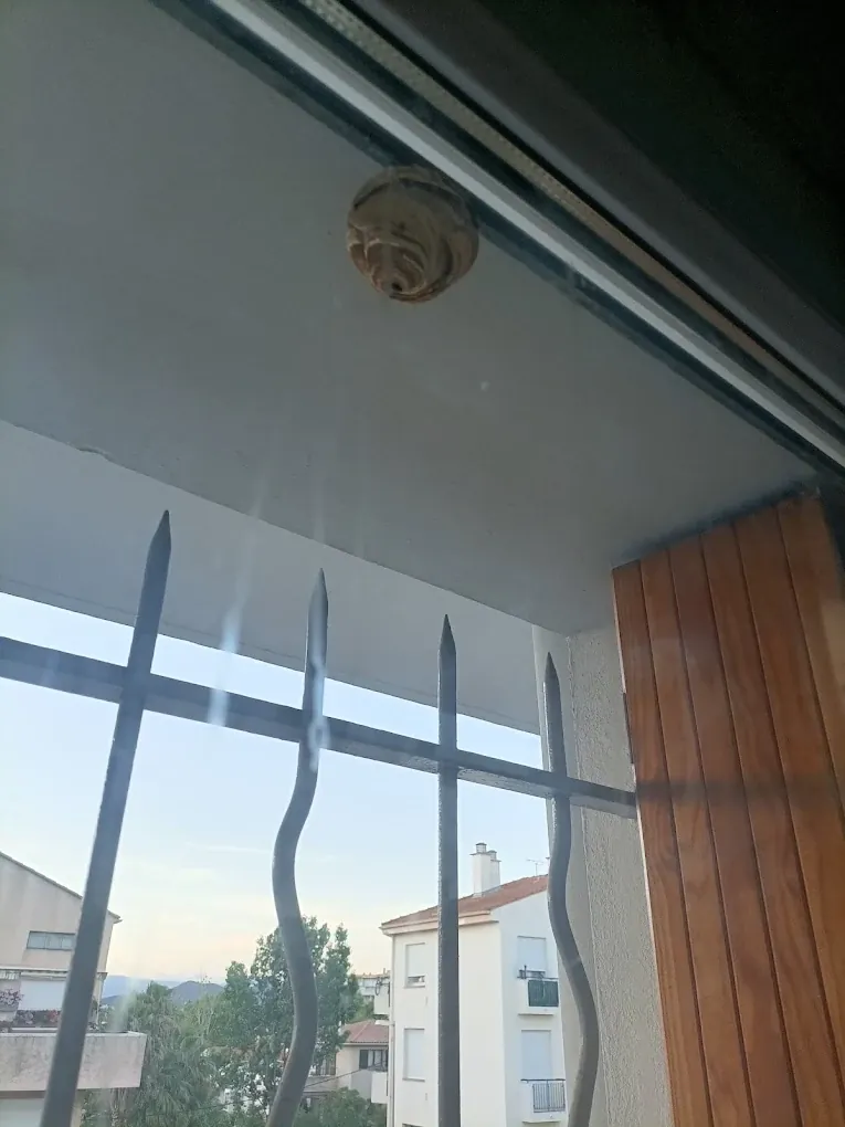 Nid de guêpes sous auvent traité et retiré à Antibes par expert Azur Tech