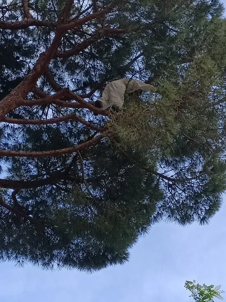 Notre technicien retire un nid de frelons dans un arbre à Nice