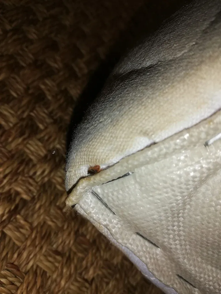 Punaise de lit visible dans la couture du matelas - diagnostic