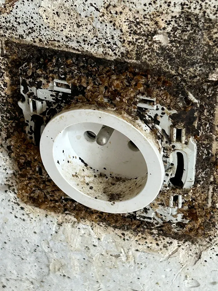 Prise électrique infestée cafards Nice - désinsectisation gel Azur Tech