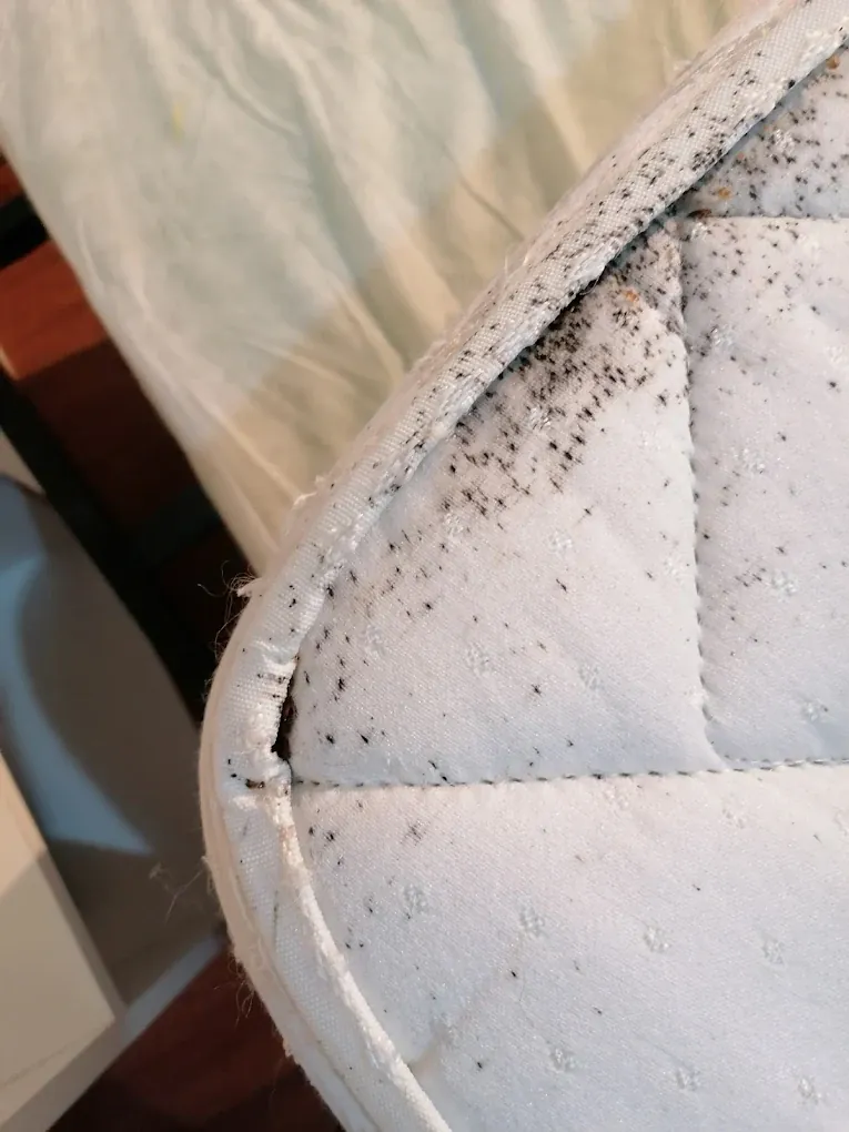 Traces punaises de lit sur matelas Menton - traitement complet Azur Tech
