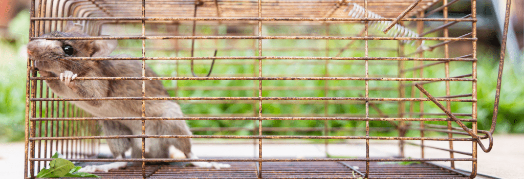 Pieges à rats: Cage à rats
