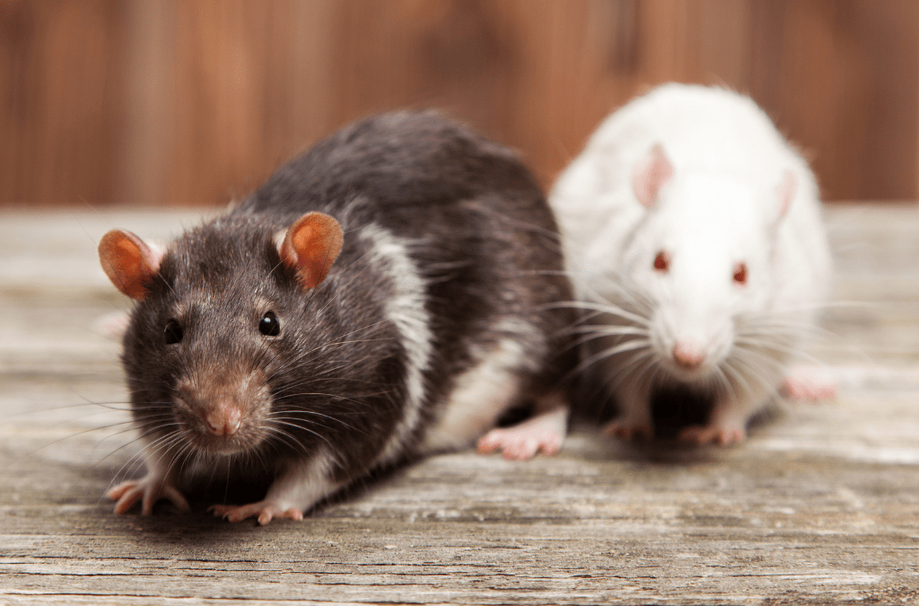 différence entre rat et souris